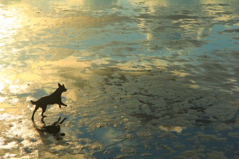 Droogvallen op het Wad — foto 13